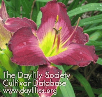Daylily Down East Royal