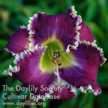 Daylily Dragon Power