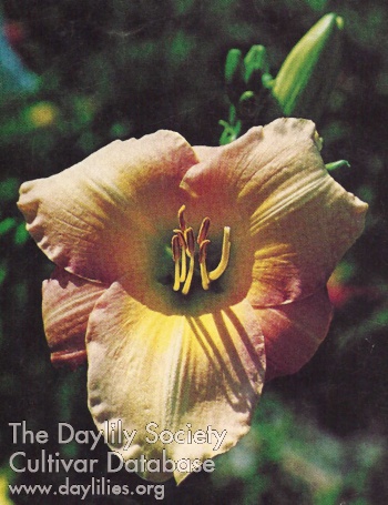 Daylily Dream Mist