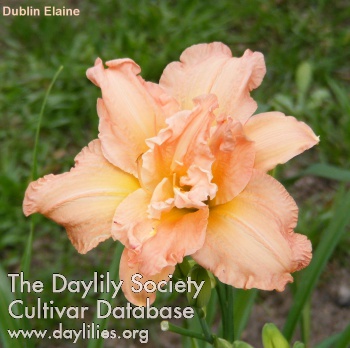Daylily Dublin Elaine