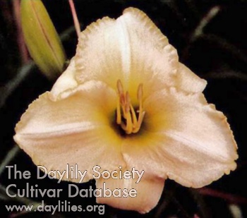 Daylily Dunedrift