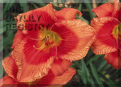 Daylily Dynamite Bright