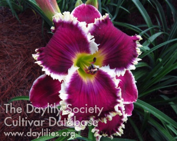 Daylily Dental Delight