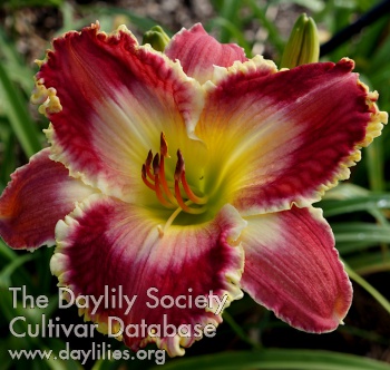 Daylily Diver Down