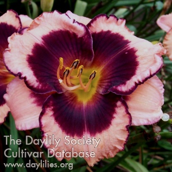Daylily Don't Leave Empty-handed