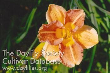 Daylily Dorothea Dix Beauty
