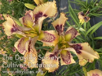 Daylily Eden's Spectacle