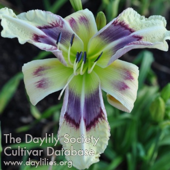 Daylily Elemental Forces