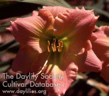 Daylily Elles