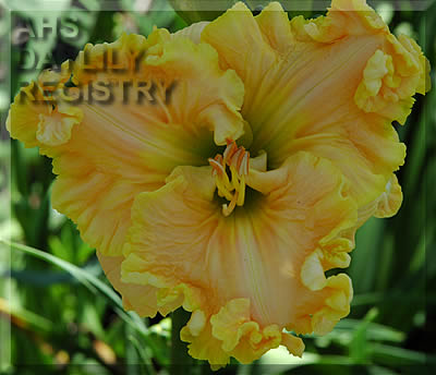 Daylily Eloquent Cay