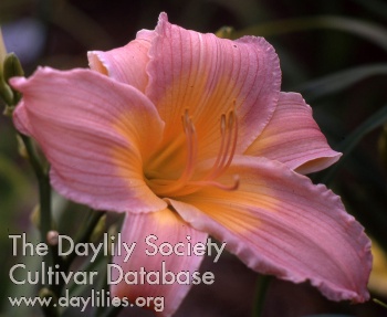 Daylily Emperors Robe