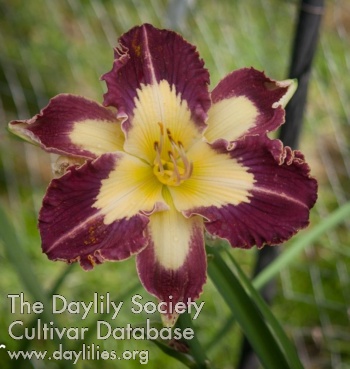 Daylily End of Darkness