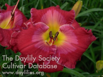 Daylily Escape to Paradise