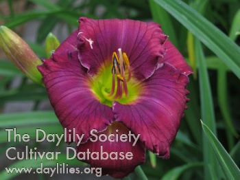 Daylily Evening Suite