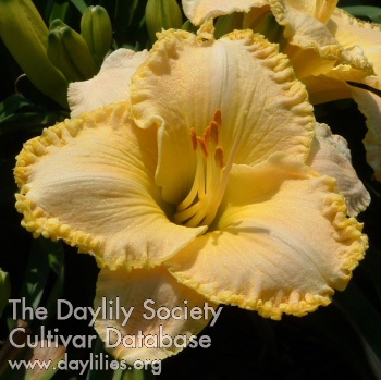 Daylily Ever Delightful