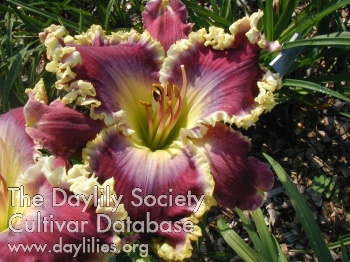 Daylily Every Knee Shall Bow