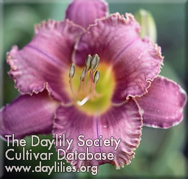 Daylily Evermore Edge