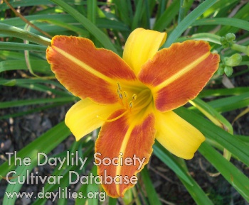 Daylily Frans Hals