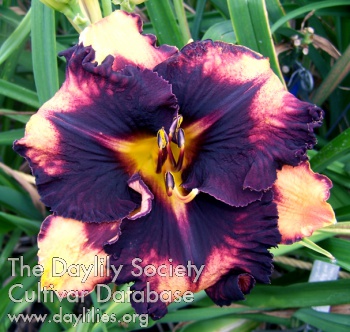 Daylily Fugitive