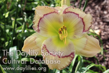 Daylily Facemaker