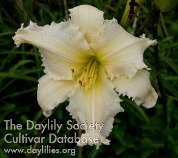 Daylily Fade to White