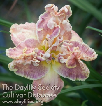 Daylily Fantazyor