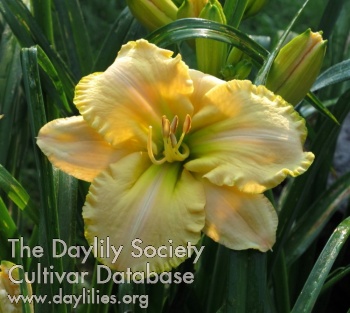 Daylily Feng Shui Moment