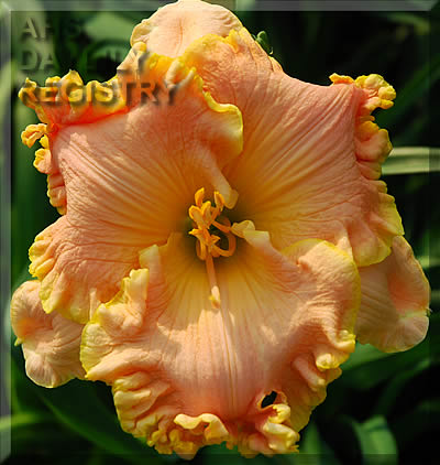 Daylily Fiji