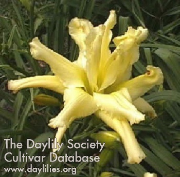 Daylily Firefly Frenzy