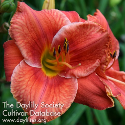 Daylily Firestorm Fandango