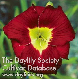 Daylily First Degree