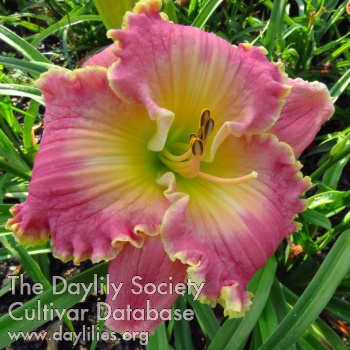 Daylily Fit for a Queen