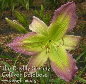 Daylily Fleur de Soie
