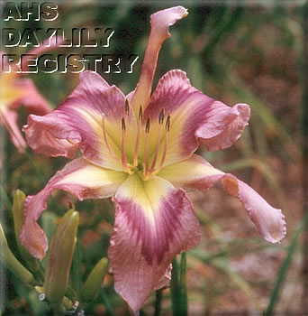 Daylily Flight of Orchids