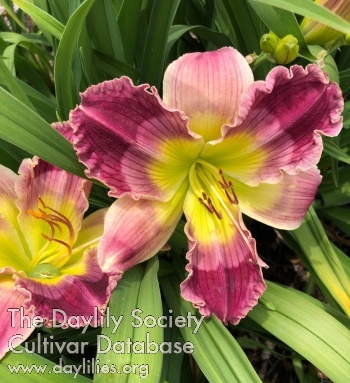 Daylily Floating on Dreams