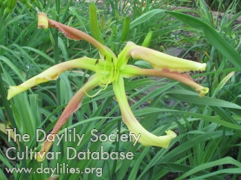 Daylily Flower of Interest