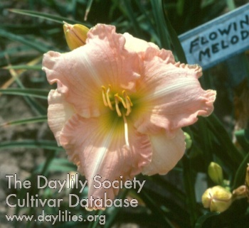 Daylily Flowing Melody