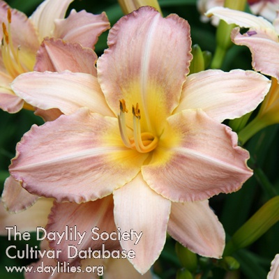 Daylily Flutterfest