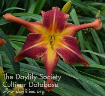 Daylily Flying Dragon in a Red Sky