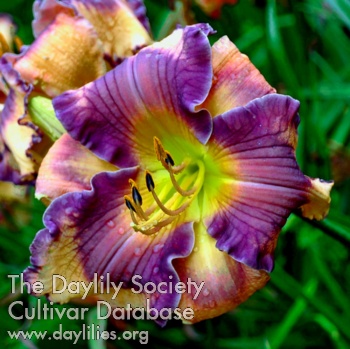 Daylily Folk Music