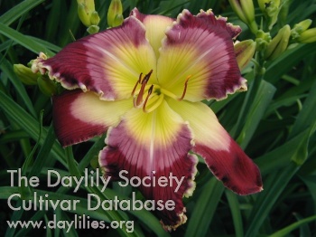 Daylily For Better for Worse