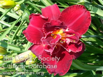 Daylily Fortieth Anniversary