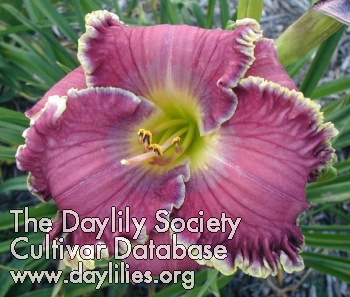 Daylily Fountain of Life