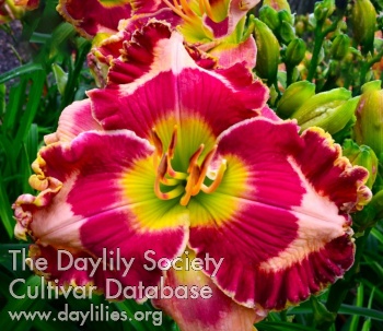 Daylily Fuchsia Smile