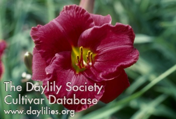 Daylily Funny Valentine