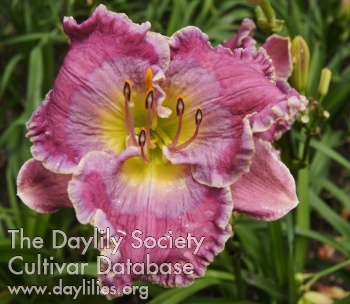 Daylily Fantasy and Dreams