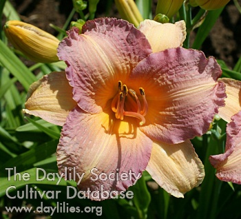 Daylily Glimmer