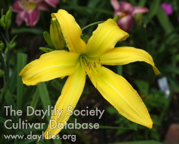 Daylily Gadsden Lady