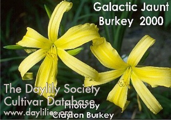 Daylily Galactic Jaunt