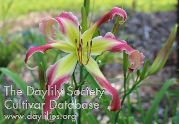 Daylily Garden Fairy